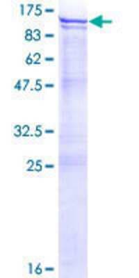 SDS-PAGE: Recombinant Human ANKZF1 GST (N-Term) Protein [H00055139-P01]