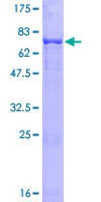 SDS-PAGE: Recombinant Human PHF10 GST (N-Term) Protein [H00055274-P02]
