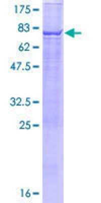 SDS-PAGE: Recombinant Human TBC1D2 GST (N-Term) Protein [H00055357-P01]