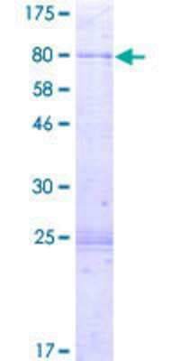 SDS-PAGE: Recombinant Human PI4K2A GST (N-Term) Protein [H00055361-P01]
