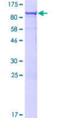 SDS-PAGE: Recombinant Human CDCA7L GST (N-Term) Protein [H00055536-P01]