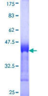 SDS-PAGE: Recombinant Human APOB48R GST (N-Term) Protein [H00055911-Q01]