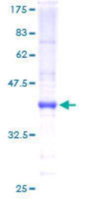 SDS-PAGE: Recombinant Human BarX1 GST (N-Term) Protein [H00056033-P01]