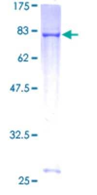 SDS-PAGE: Recombinant Human RNF23 GST (N-Term) Protein [H00056658-P01]
