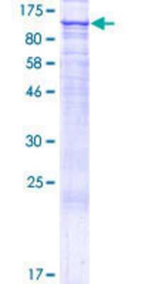 SDS-PAGE: Recombinant Human FAM40B GST (N-Term) Protein [H00057464-P01]
