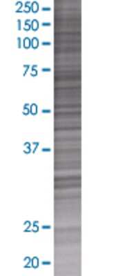 Other: HES-4 293T Cell Transient Overexpression Lysate [H00057801-T01]