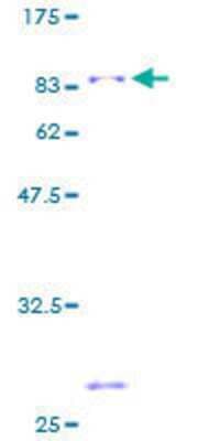 SDS-PAGE: Recombinant Human PTBP2 GST (N-Term) Protein [H00058155-P01]