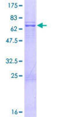 SDS-PAGE: Recombinant Human MRPS35 GST (N-Term) Protein [H00060488-P01]