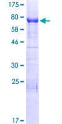 SDS-PAGE: Recombinant Human INF2 GST (N-Term) Protein [H00064423-P01]
