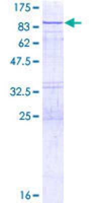 SDS-PAGE: Recombinant Human VPS33A GST (N-Term) Protein [H00065082-P01]