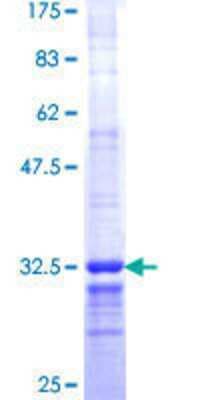 SDS-PAGE: Recombinant Human ALG12 GST (N-Term) Protein [H00079087-Q01]