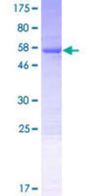 SDS-PAGE: Recombinant Human VPS37B GST (N-Term) Protein [H00079720-P01]