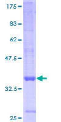 SDS-PAGE: Recombinant Human GPR157 GST (N-Term) Protein [H00080045-P01]