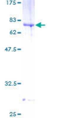 SDS-PAGE: Recombinant Human B3GNT5 GST (N-Term) Protein [H00084002-P01]