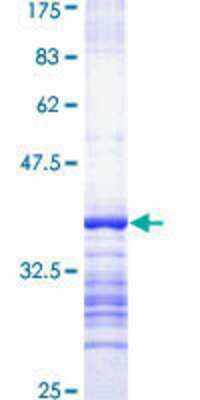 SDS-PAGE: Recombinant Human OBSCN GST (N-Term) Protein [H00084033-Q01]