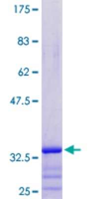 SDS-PAGE: Recombinant Human PRAC GST (N-Term) Protein [H00084366-P01]