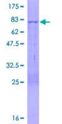 SDS-PAGE: Recombinant Human MPND GST (N-Term) Protein [H00084954-P01]