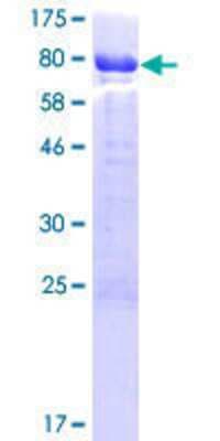 SDS-PAGE: Recombinant Human CABS1 GST (N-Term) Protein [H00085438-P01]
