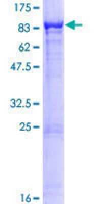 SDS-PAGE: Recombinant Human DOCK7 GST (N-Term) Protein [H00085440-P01]