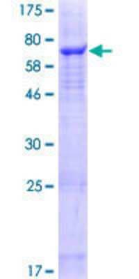 SDS-PAGE: Recombinant Human SLC25A46 GST (N-Term) Protein [H00091137-P01]