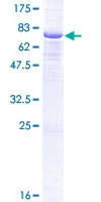 SDS-PAGE: Recombinant Human CPA5 GST (N-Term) Protein [H00093979-P01]
