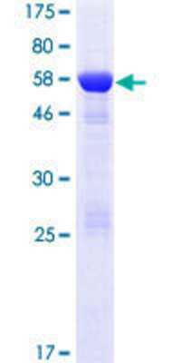 SDS-PAGE: Recombinant Human DCUN1D3 GST (N-Term) Protein [H00123879-P01]
