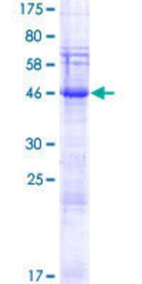 SDS-PAGE: Recombinant Human SPACA3 GST (N-Term) Protein [H00124912-P01]