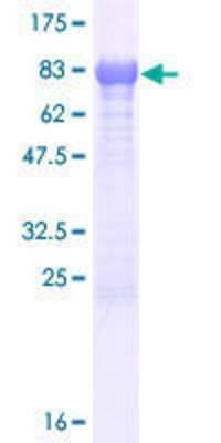 SDS-PAGE: Recombinant Human EFCAB13 GST (N-Term) Protein [H00124989-P01]