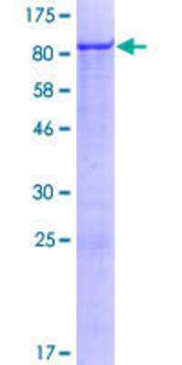 SDS-PAGE: Recombinant Human ZNF543 GST (N-Term) Protein [H00125919-P01]