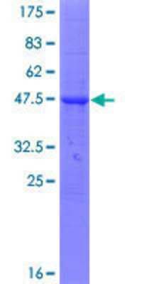SDS-PAGE: Recombinant Human TMCO2 GST (N-Term) Protein [H00127391-P01]