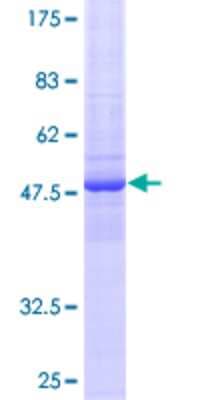 SDS-PAGE: Recombinant Human FAM3D GST (N-Term) Protein [H00131177-P01]