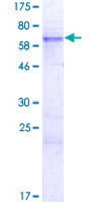 SDS-PAGE: Recombinant Human Rex-1/ZFP42 GST (N-Term) Protein [H00132625-P01]