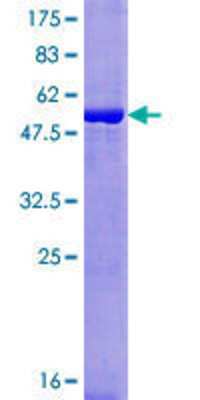 SDS-PAGE: Recombinant Human SRCRB4D GST (N-Term) Protein [H00136853-P01]