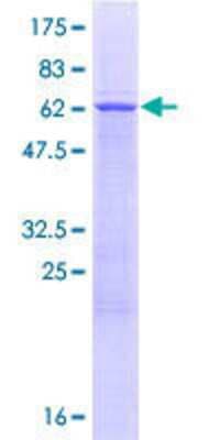 SDS-PAGE: Recombinant Human TRUB1 GST (N-Term) Protein [H00142940-P01]