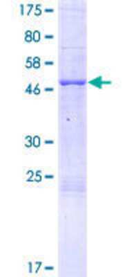 SDS-PAGE: Recombinant Human PEBP4 GST (N-Term) Protein [H00157310-P01]