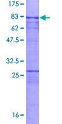 SDS-PAGE: Recombinant Human SASS6 GST (N-Term) Protein [H00163786-P01]