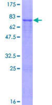 SDS-PAGE: Recombinant Human IPMK GST (N-Term) Protein [H00253430-P01]