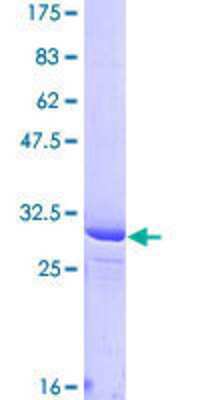 SDS-PAGE: Recombinant Human PIGW GST (N-Term) Protein [H00284098-Q01]