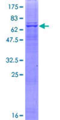SDS-PAGE: Recombinant Human FBXW12 GST (N-Term) Protein [H00285231-P01]