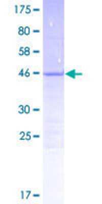 SDS-PAGE: Recombinant Human C14orf181 GST (N-Term) Protein [H00400223-P01]