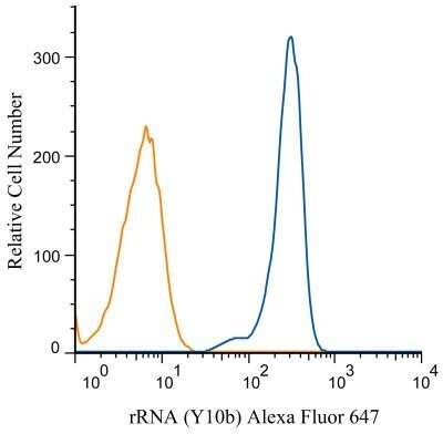 Flow (Intracellular): rRNA Antibody (Y10b) - BSA Free [NB100-662]