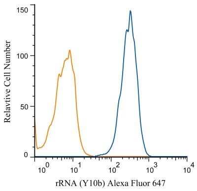 Flow (Intracellular): rRNA Antibody (Y10b) - BSA Free [NB100-662]
