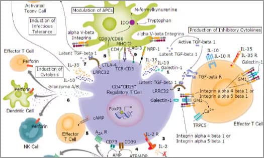 Diagram showing the mechanisms of regulatory T cell-mediated immunosuppression in the tumor microenvironment