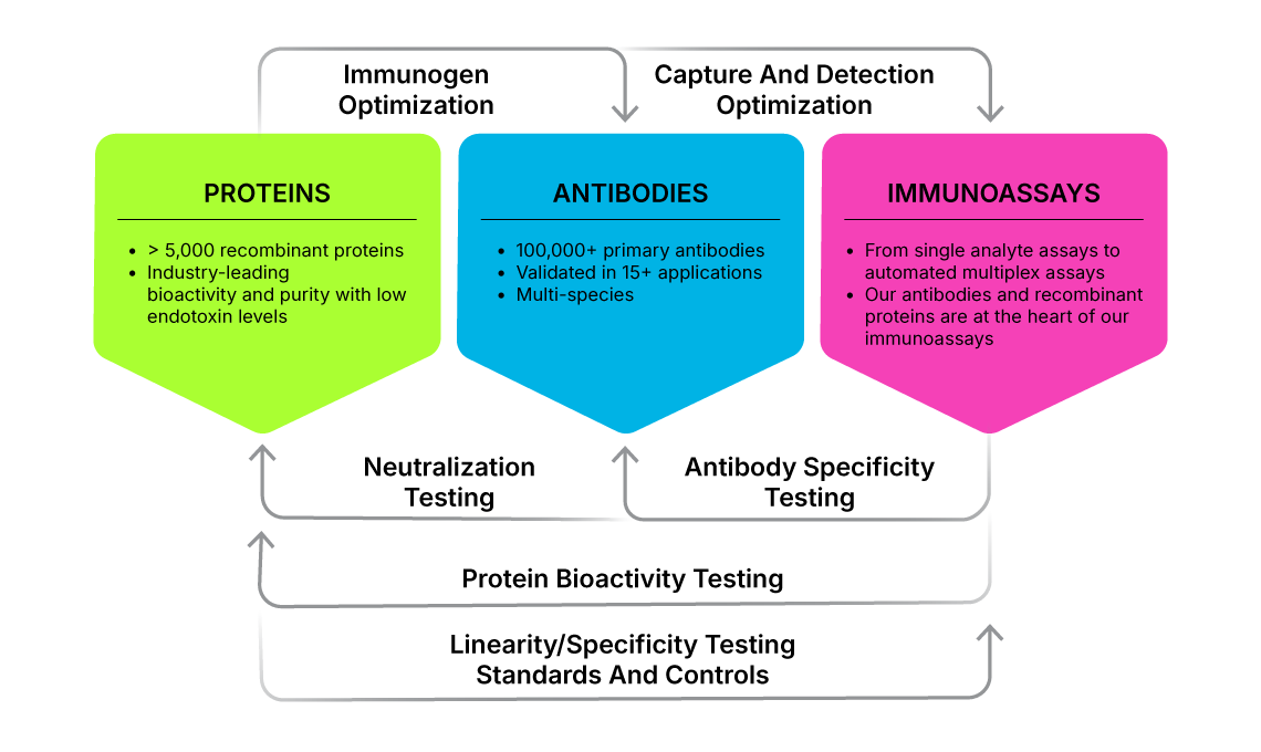 Diagram showing the interconnectivity between the development and testing of R&D Systems proteins, antibodies, and immunoassays that sets us apart from the competition.