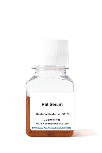 Rat Serum, Heat Inactivated