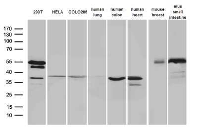 Western Blot: sFRP-2 Antibody (OTI6C2)Azide and BSA Free [NBP2-74151]
