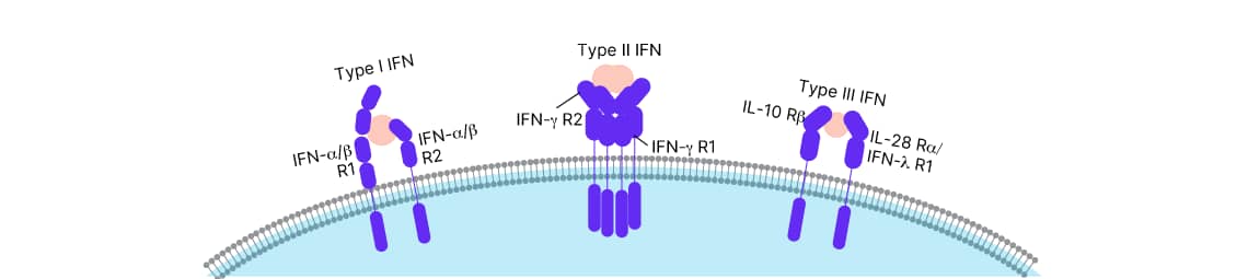Type I, type II, and type III interferons binding to their respective receptor complexes in the cell membrane