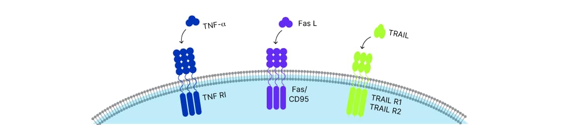 superfamily ligands, TNF-alpha, Fas Ligand, and TRAIL binding to their respective receptor complexes in the cell membrane