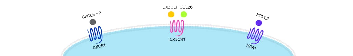 CXCL6-8, CX3CL1, CCL26, and XCL1, 2 chemokines binding to their seven transmembrane G protein-coupled chemokine receptors