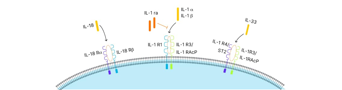 IL-1 family cytokines, IL-1 alpha, IL-1 beta, IL-18, and IL-33 binding to their respective receptor complexes, with inhibition of IL-1 alpha/beta cytokines by IL-1ra
